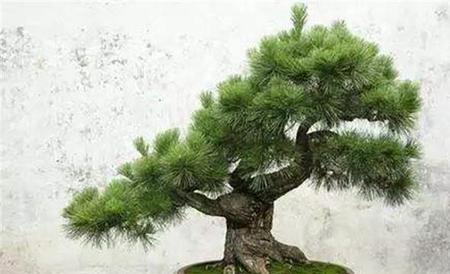 蓬莱松