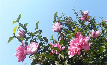 木槿花