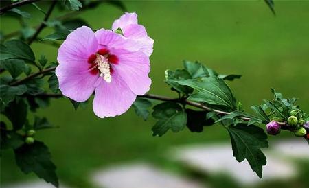 木槿花