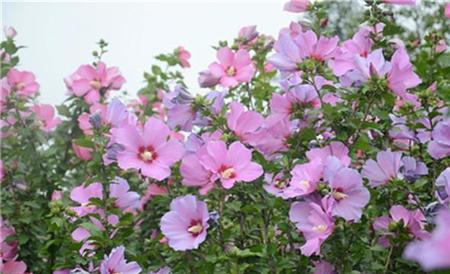 木槿花