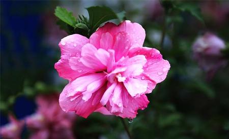 木槿花