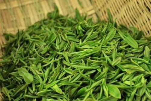毛尖茶的功效与作用及冲泡方法