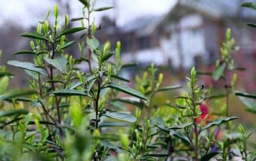 雨花茶属于什么茶 雨花茶的功效