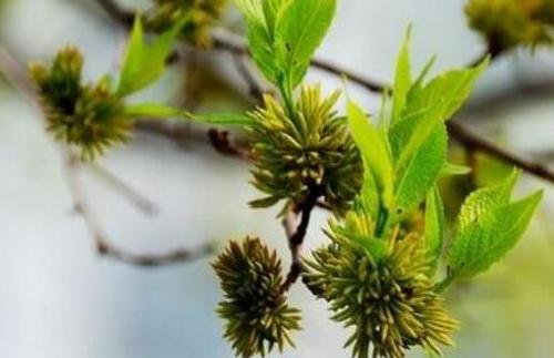 杜仲雄花茶如何泡 杜仲雄花茶的正确冲泡方法