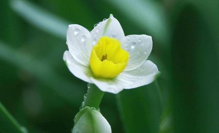 水仙花