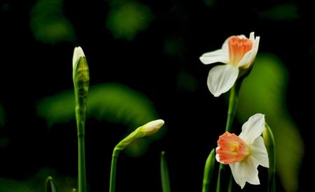 水仙花