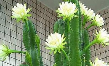 龙骨花
