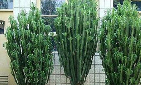 龙骨花