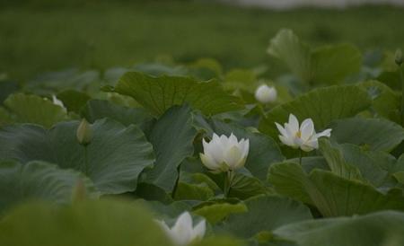 水芙蓉