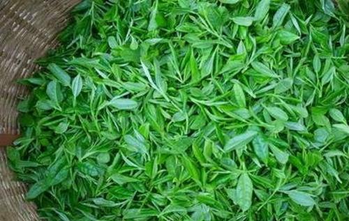 野生茶叶的功效与作用
