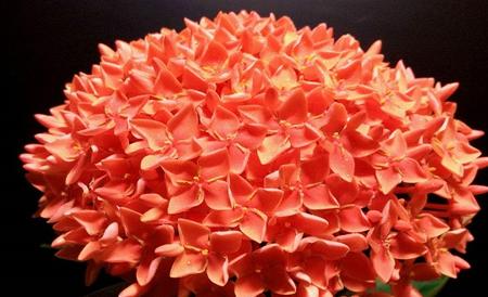 龙船花