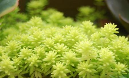 黄金万年草