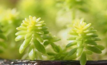 黄金万年草
