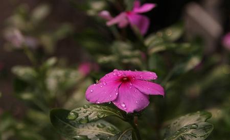 长春花