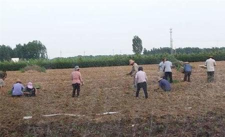 麦茬小辣椒 种植方法