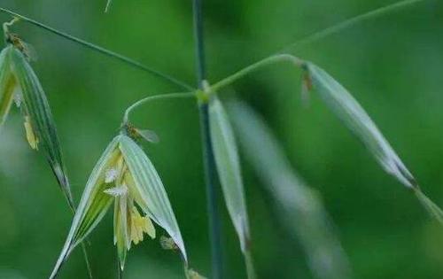 节节麦和雀麦的区别