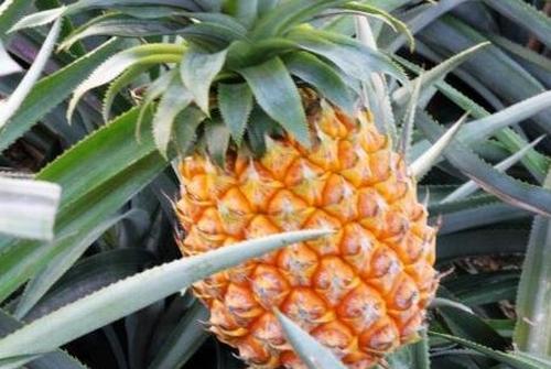 广东山菠萝怎么吃 广东山菠萝的方法技巧
