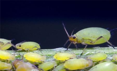 蔬菜蚜虫无公害防治技术