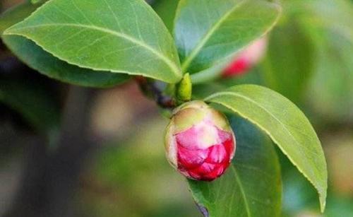 茶花油怎么吃 茶花油的作用与功效
