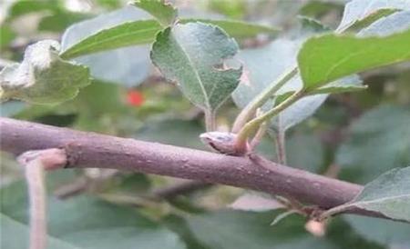 苹果花芽分化期管理技术