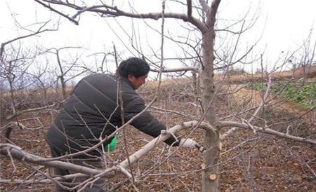 苹果树拉枝 有哪些作用