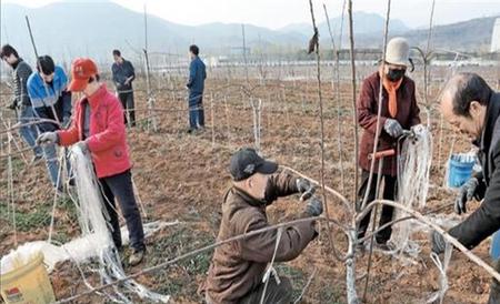 樱桃拉枝 什么时间 最好