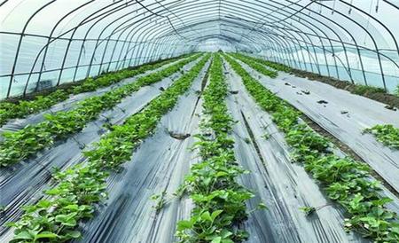 草莓二茬果断茬原因及解决方法