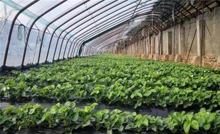 草莓二茬果断茬原因及解决方法