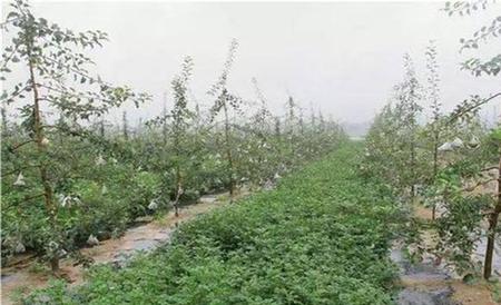 果园重茬病的原因及防治措施
