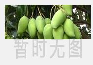 坦洋工夫红茶的功效与作用