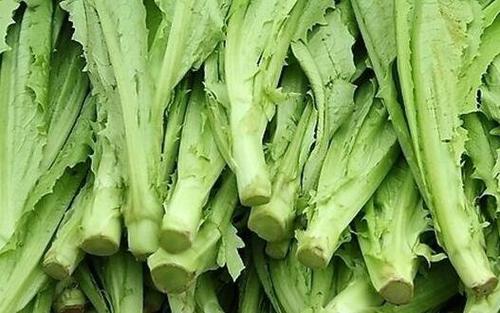 油麦菜的功效与作用 油麦菜的好处