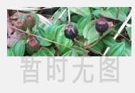 苦荞茶的四大养生功效