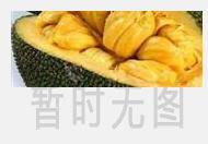 吃雪菊的功效与禁忌