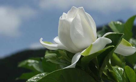 栀子花几天浇一次水