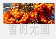常喝枸杞子水有什么好处