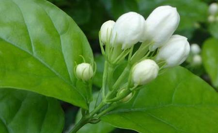 茉莉花一年开几次