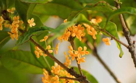 桂花树叶子干枯怎么办