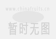 全松茶的功效与作用
