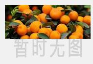 顶级雪菊的功效与作用 顶级雪菊的饮用方法