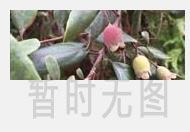 黄芪大枣茶的功效与做法