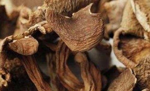 野生枞菌怎么做好吃 枞菌的做法窍门