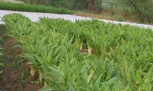 野莴苣怎么食用 野莴苣的食用方法