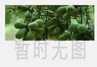 玉米须菊明茶的功效 玉米须菊明茶如何泡制