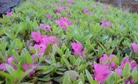 毛鹃什么时候开花