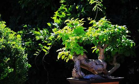 室内盆景植物