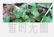 冬瓜荷叶茶花草茶喝法和功效