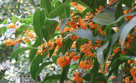 金桂花树栽培技术