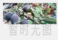 大红袍是什么茶 大红袍的功效与作用