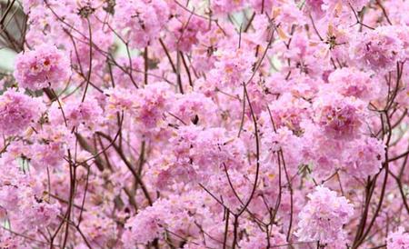 红花风铃木栽培技术