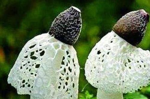 竹荪的功效与营养价值 吃竹荪的好处